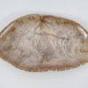 Bord versteend hout 51063