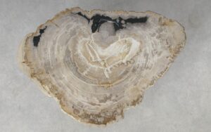 Coffee table petrified wood 51213