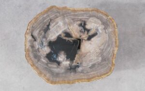 Coffee table petrified wood 51216