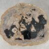 Coffee table petrified wood 51224