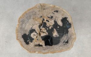 Coffee table petrified wood 51224