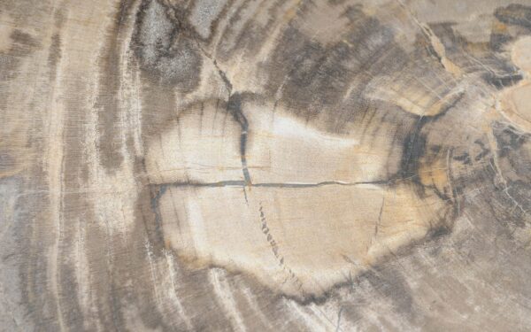 Coffee table petrified wood 51227