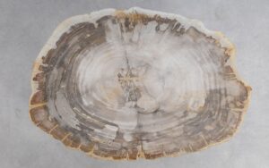 Coffee table petrified wood 51234