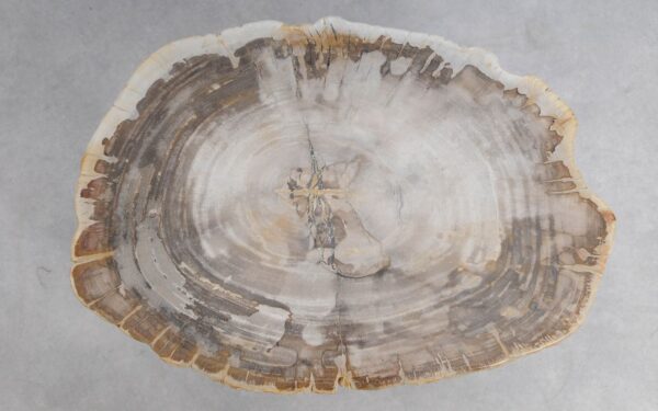 Coffee table petrified wood 51234