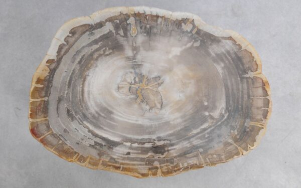 Coffee table petrified wood 51235