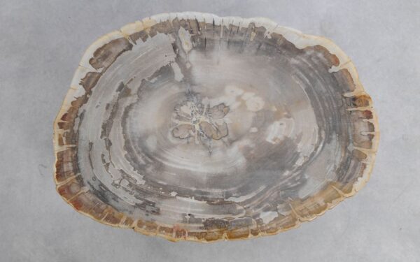 Coffee table petrified wood 51236