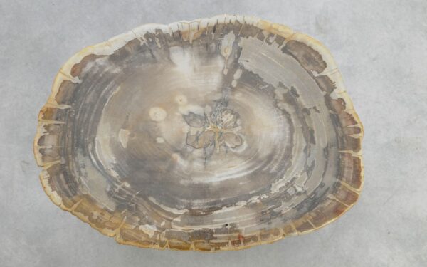 Coffee table petrified wood 51237