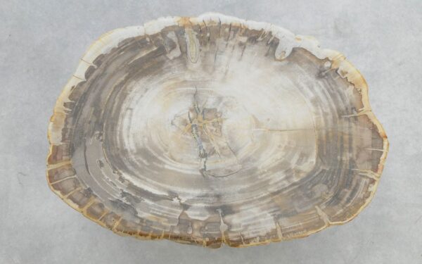 Coffee table petrified wood 51238