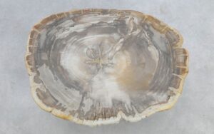 Coffee table petrified wood 51239