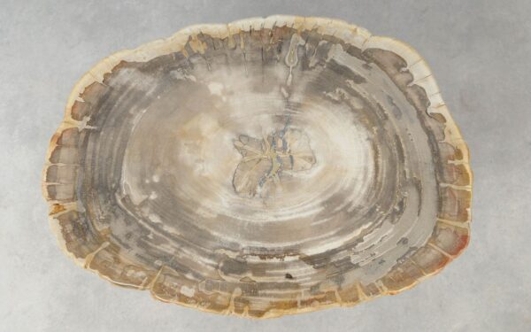 Coffee table petrified wood 51242