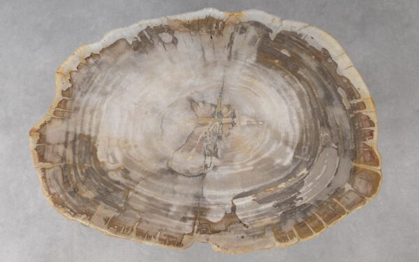 Coffee table petrified wood 51243