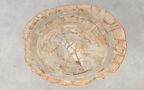 Coffee table petrified wood 51244