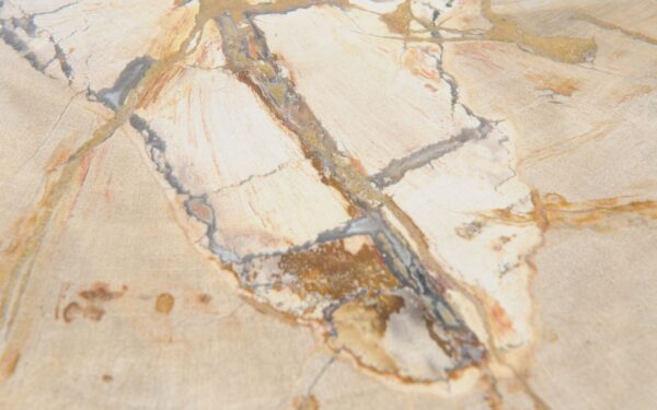 Coffee table petrified wood 51244