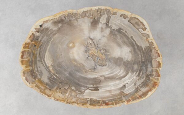 Coffee table petrified wood 51245