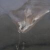 Coffee table petrified wood 51248