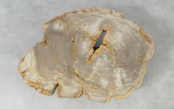 Coffee table petrified wood 51256