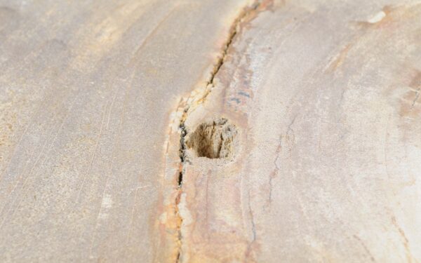 Coffee table petrified wood 51256