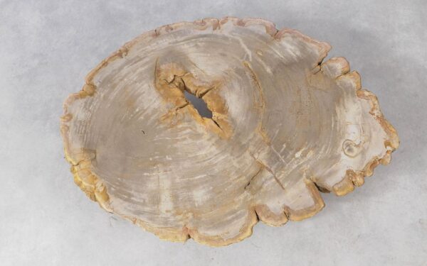 Coffee table petrified wood 51258