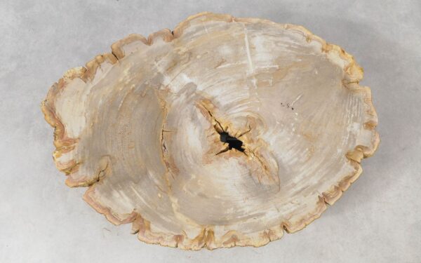 Coffee table petrified wood 51259