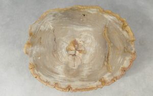 Coffee table petrified wood 51260