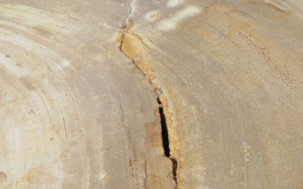 Coffee table petrified wood 51261