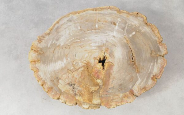 Coffee table petrified wood 51262