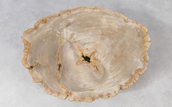 Coffee table petrified wood 51263