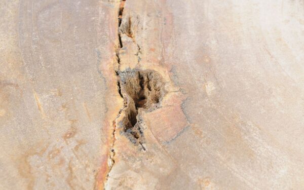 Coffee table petrified wood 51263