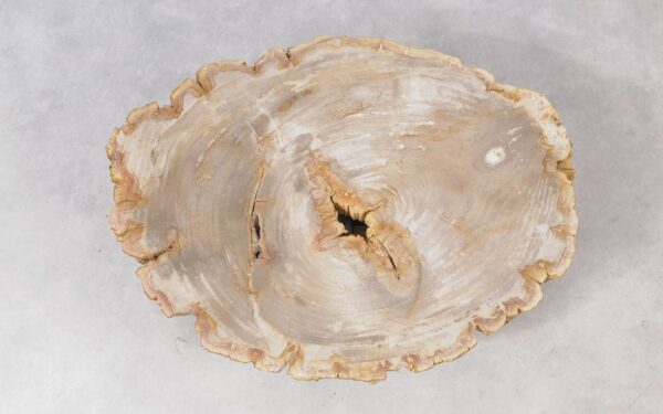 Coffee table petrified wood 51264