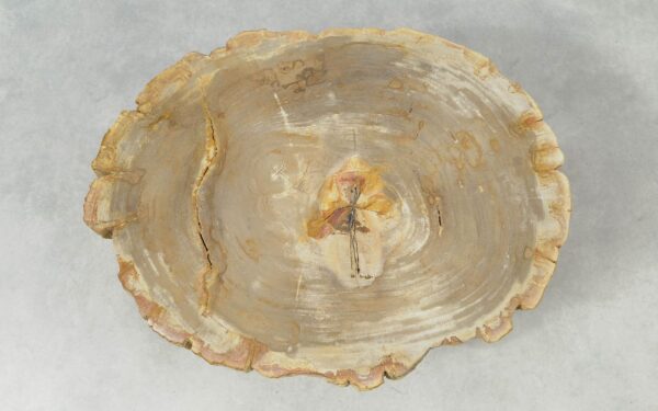 Coffee table petrified wood 51265