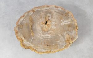 Coffee table petrified wood 51268