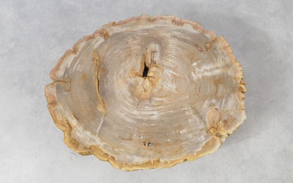 Coffee table petrified wood 51268