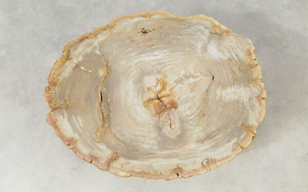 Coffee table petrified wood 51270