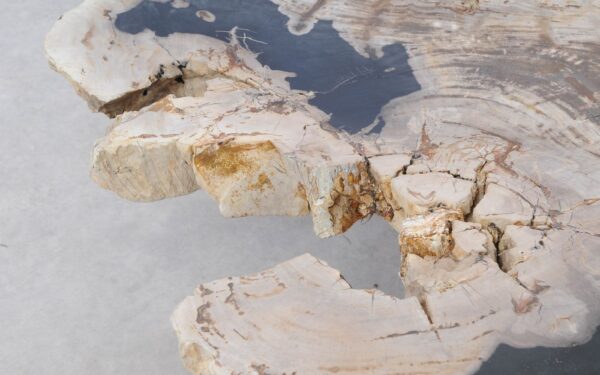 Coffee table petrified wood 51271