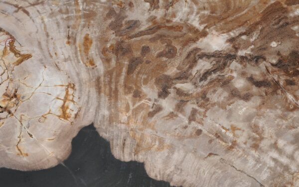 Coffee table petrified wood 51273