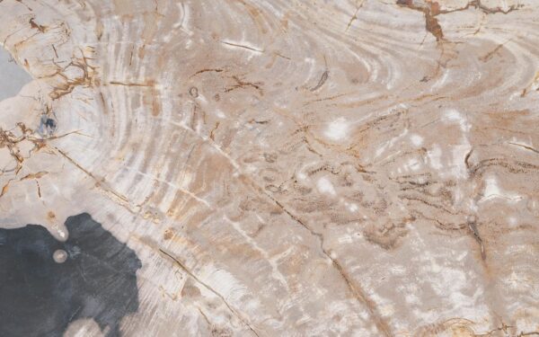 Coffee table petrified wood 51274