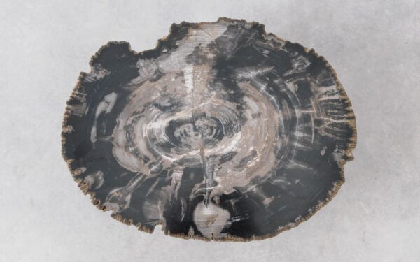 Coffee table petrified wood 51278