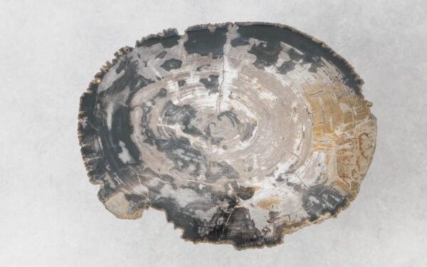 Coffee table petrified wood 51278