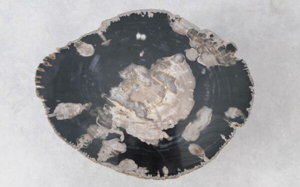 Coffee table petrified wood 51279