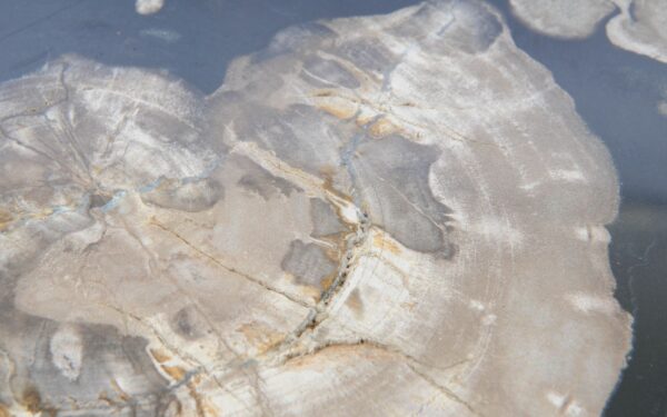 Coffee table petrified wood 51279