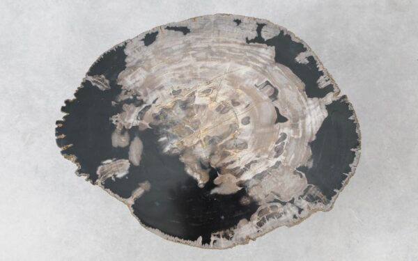 Coffee table petrified wood 51279