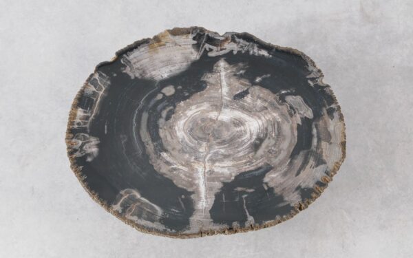 Coffee table petrified wood 51280