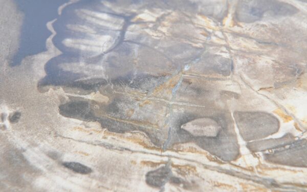 Coffee table petrified wood 51281