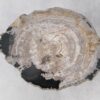 Coffee table petrified wood 51281