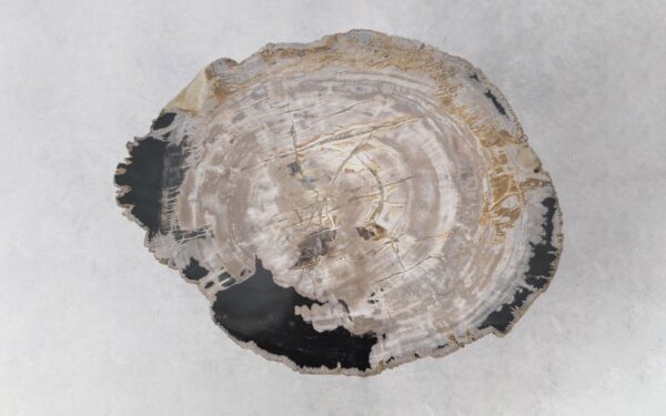 Coffee table petrified wood 51281