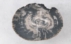 Coffee table petrified wood 51282