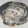 Coffee table petrified wood 51283