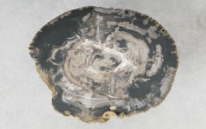 Coffee table petrified wood 51283