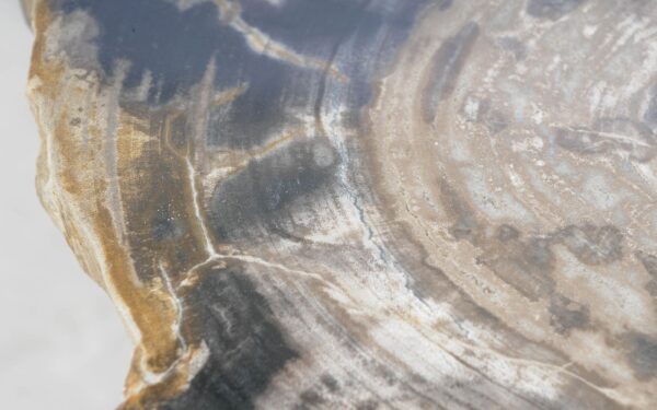 Coffee table petrified wood 51283