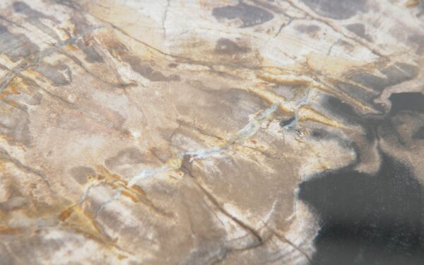 Coffee table petrified wood 51287